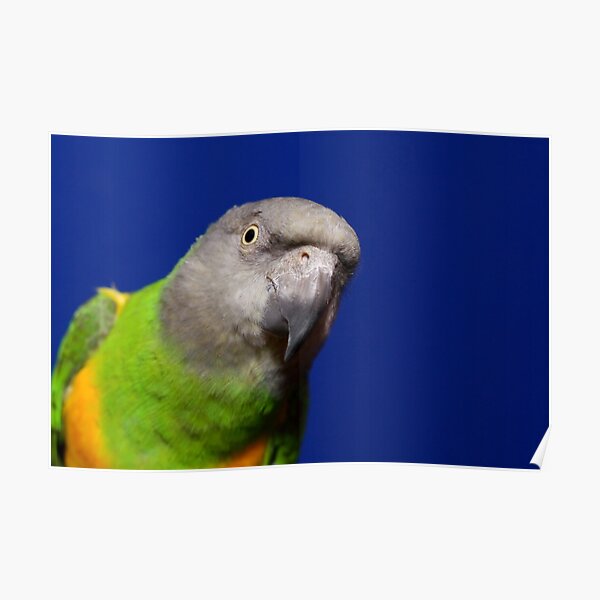 Pretty Bird Poster