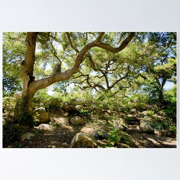 Item preview, Santa Barbara Botanical Gardens - Coast Live Oak designed and sold by Katie Krutzner.