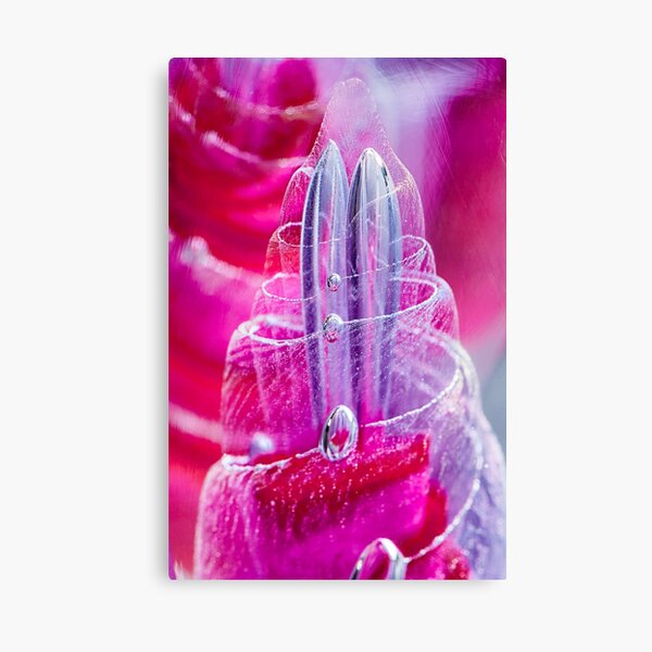 AURYN Canvas Print