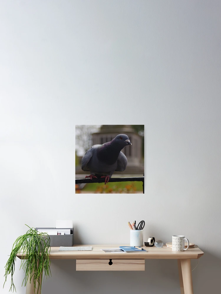 Thumbnail 2 of 3, Poster, Pigeon designed and sold by Rees Adams.