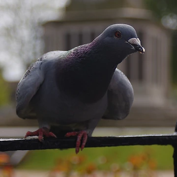 Artwork thumbnail, Pigeon by Rees Adams