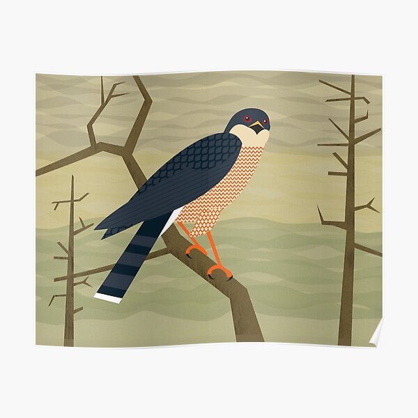Sharp-Shinned Hawk Poster