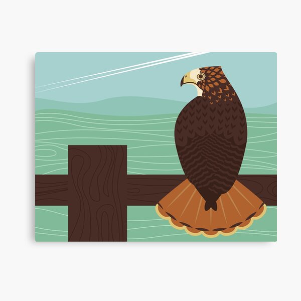 Red-Tailed Hawk Canvas Print
