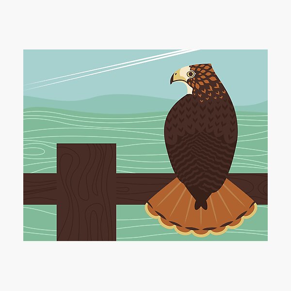Red-Tailed Hawk Photographic Print