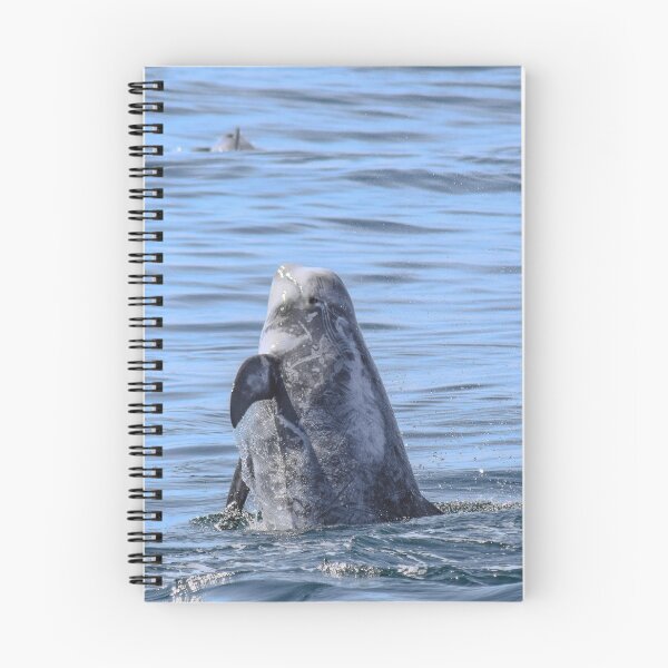 Item preview, Risso's Dolphin  designed and sold by Selena Rivera.
