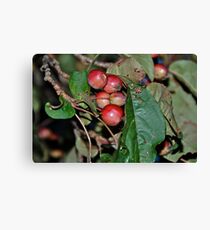 Crabapples Canvas Print