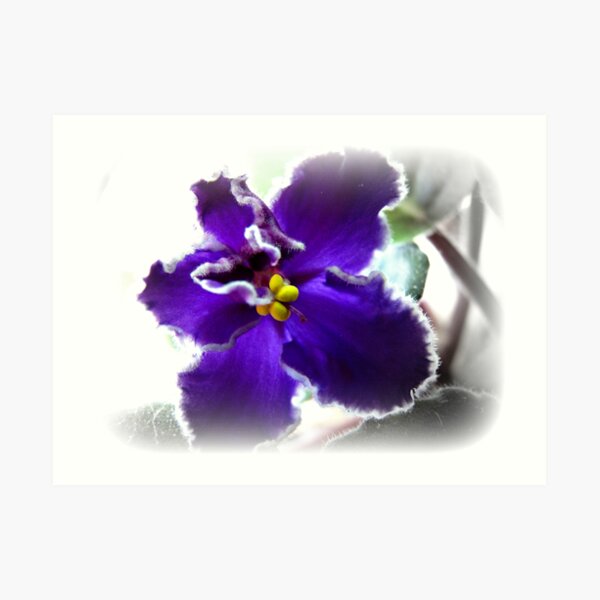 African Violet Art Print