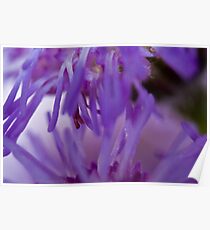 Purple Flower Macro Poster