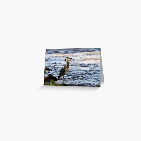 Water Fowl Greeting Card