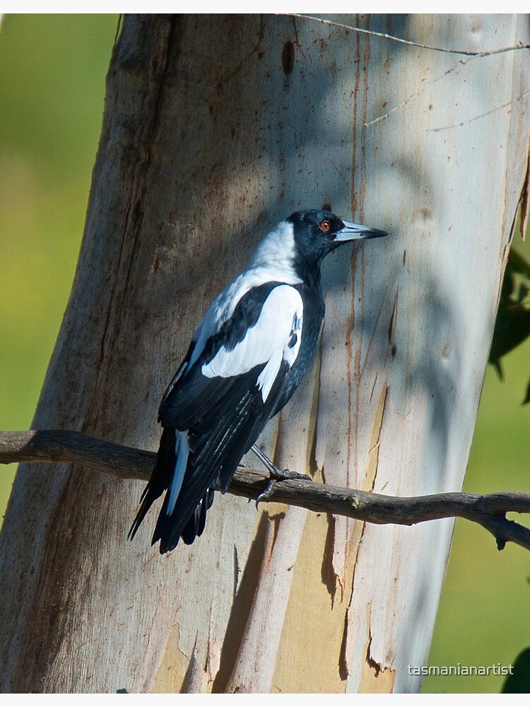 Thumbnail 2 of 2, Greeting Card, MAGPIE ~ Australian Magpie ALQRTVHB by David Irwin designed and sold by tasmanianartist.