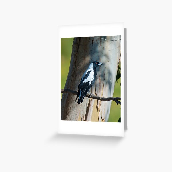 Item preview, MAGPIE ~ Australian Magpie ALQRTVHB by David Irwin designed and sold by tasmanianartist.
