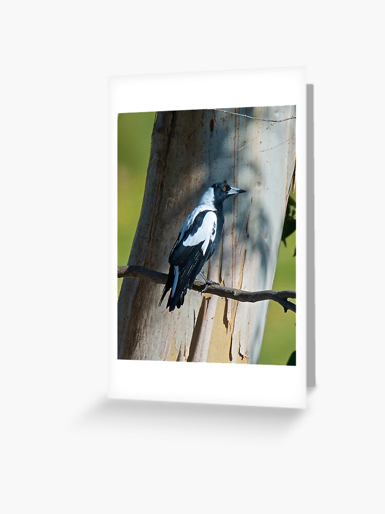 Thumbnail 1 of 2, Greeting Card, MAGPIE ~ Australian Magpie ALQRTVHB by David Irwin designed and sold by tasmanianartist.
