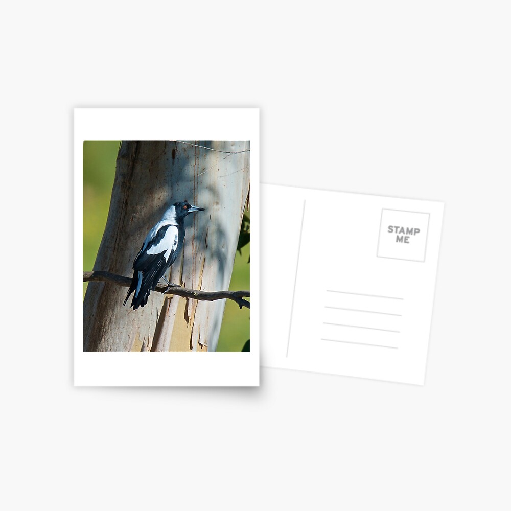 Item preview, Postcard designed and sold by tasmanianartist.