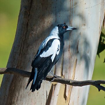 Artwork thumbnail, MAGPIE ~ Australian Magpie ALQRTVHB by David Irwin by tasmanianartist