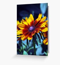 Blackeyed Susan Greeting Card