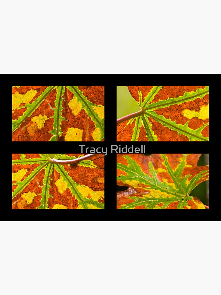 True Colours by taos