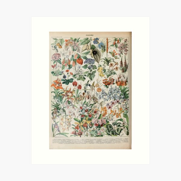 Item preview, Adolphe Millot fleurs D designed and sold by wetdryvac.