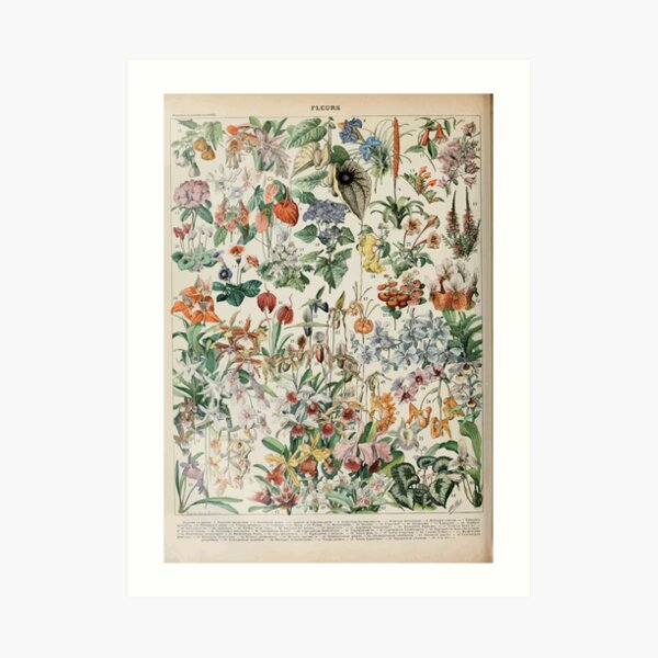 Adolphe Millot fleurs D Art Print