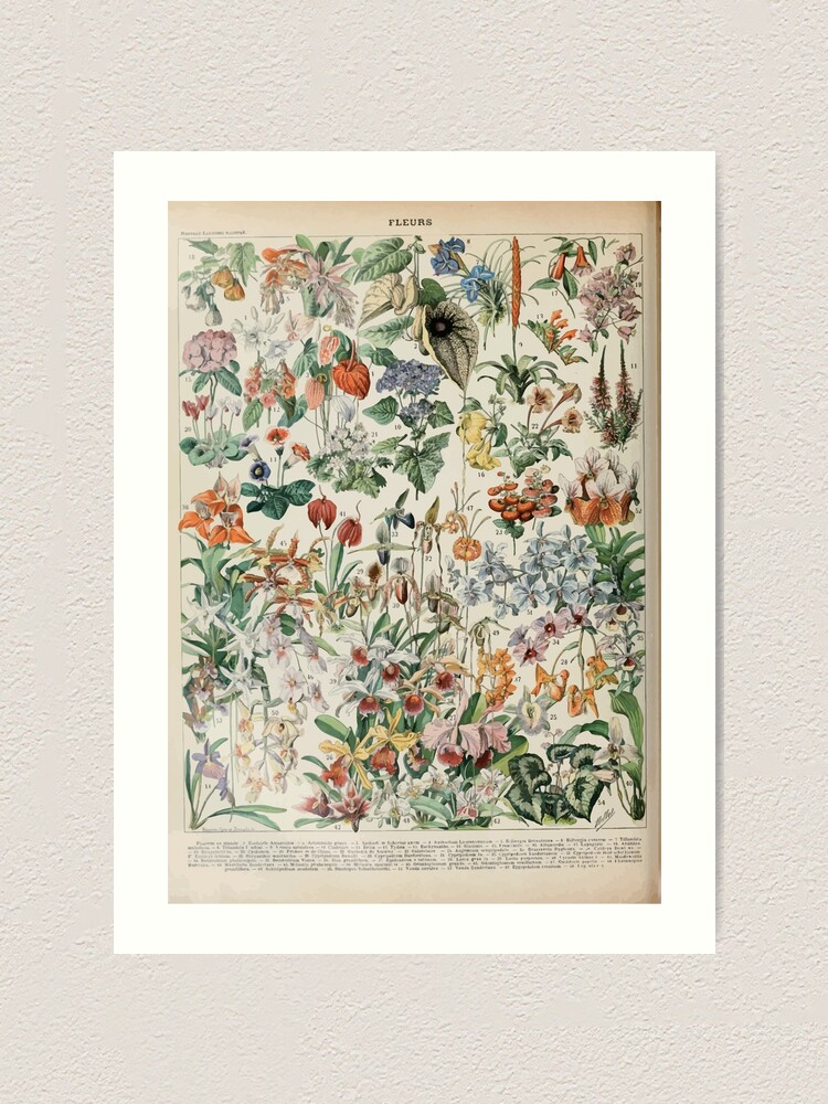 Alternate view of Adolphe Millot fleurs D Art Print