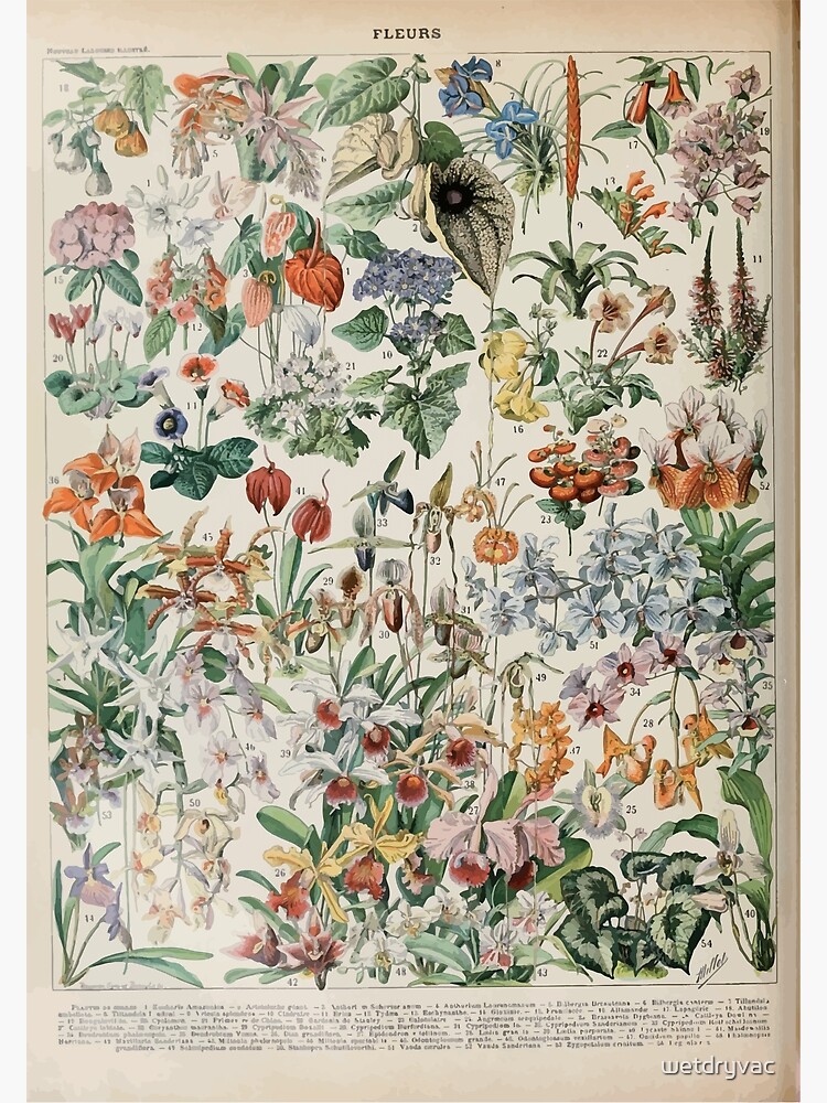 Adolphe Millot fleurs D by wetdryvac