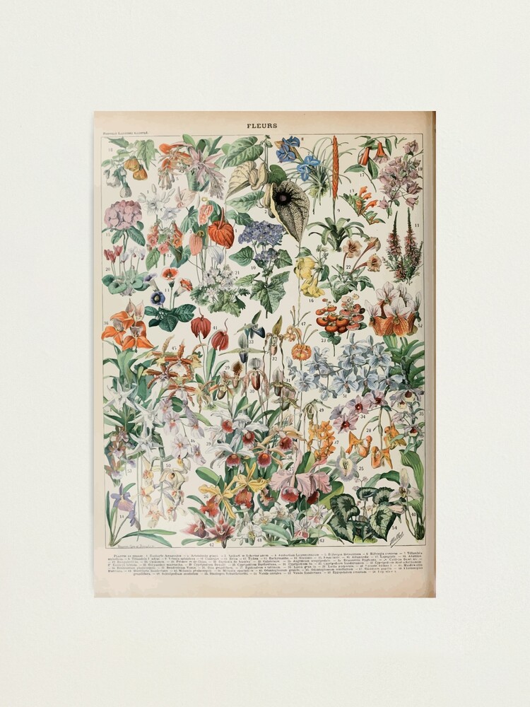 Alternate view of Adolphe Millot fleurs D Photographic Print
