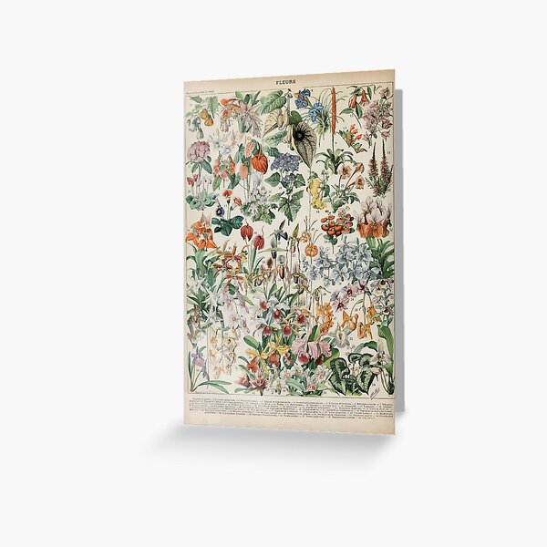 Adolphe Millot fleurs D Greeting Card