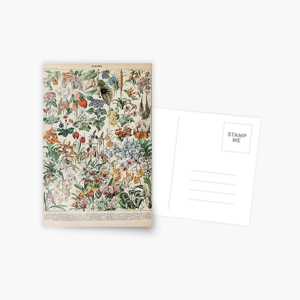 Adolphe Millot fleurs D Carte postale