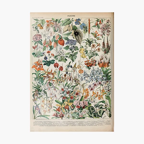 Item preview, Adolphe Millot fleurs D designed and sold by wetdryvac.