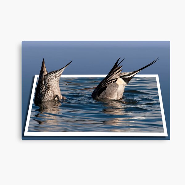 Ducked Canvas Print