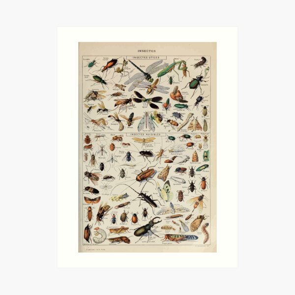 Adolphe Millot insectes Art Print