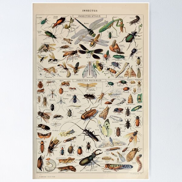 Item preview, Adolphe Millot insectes designed and sold by wetdryvac.