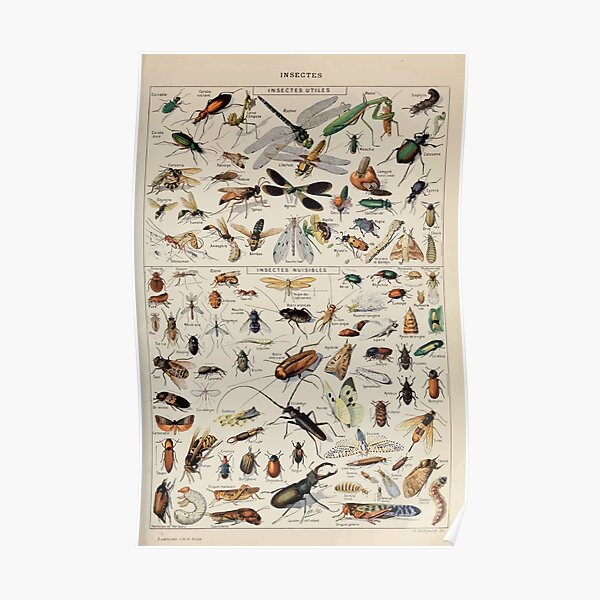 Adolphe Millot insectes Poster