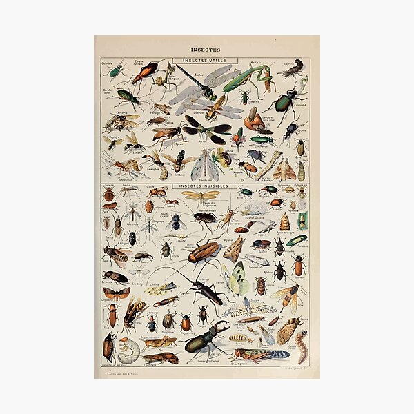 Item preview, Adolphe Millot insectes designed and sold by wetdryvac.