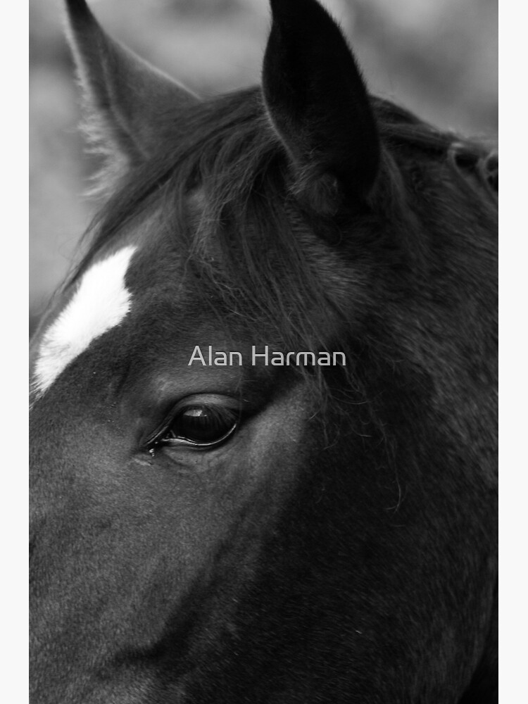 Horse by AlanHarman