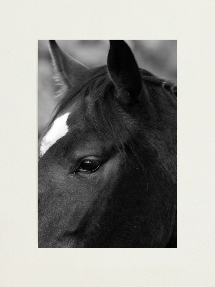 Alternate view of Horse Photographic Print