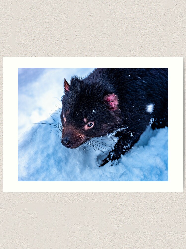 Alternate view of Tasmanian Devil Art Print