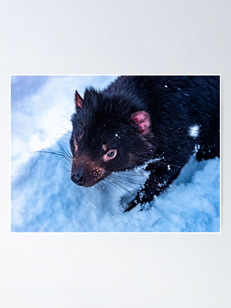 Alternate view of Tasmanian Devil Poster
