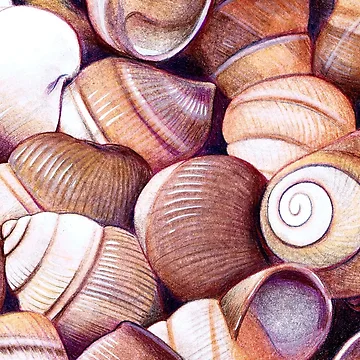 Artwork thumbnail, Shells by Vicky Pratt