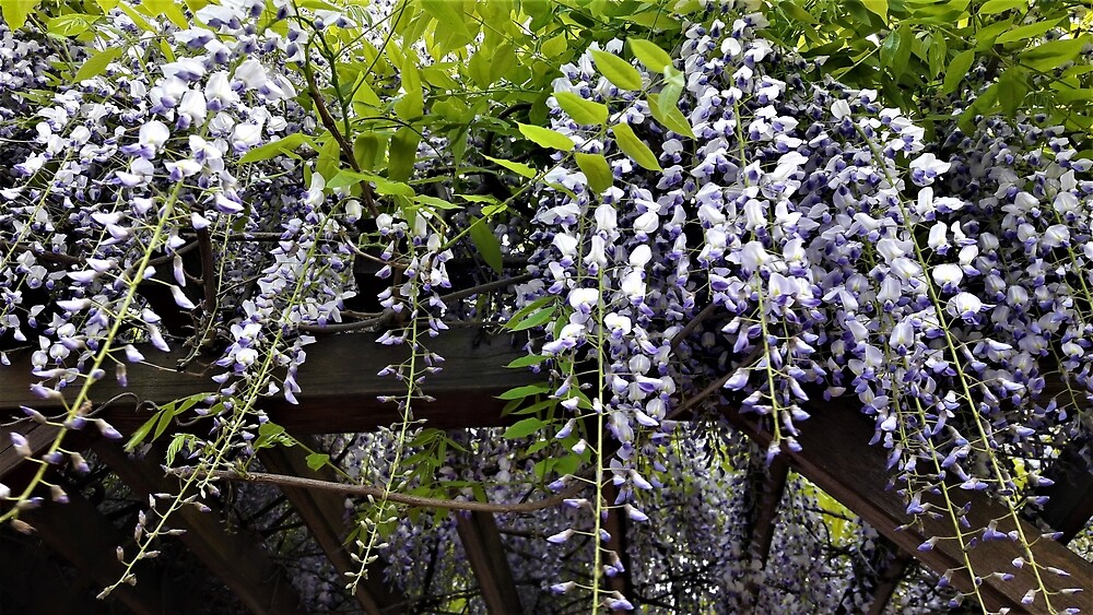 Hanging Wisteria Vines by tomeoftrovius