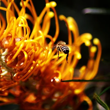 Artwork thumbnail, Spring Bee by kwill