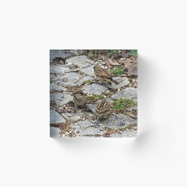 House Sparrows Acrylic Block