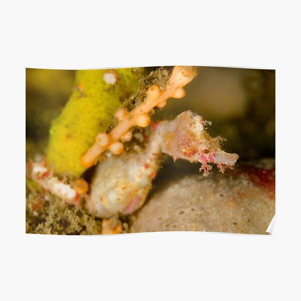Male Sydney Pygmy Pipehorse - Idiotropiscis lumnitzeri Poster