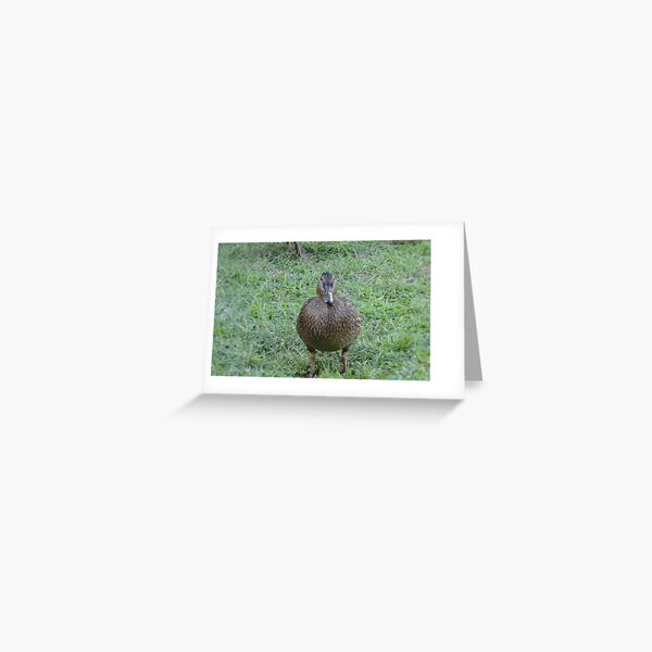 Fat Happy Mallard Female Hen Greeting Card