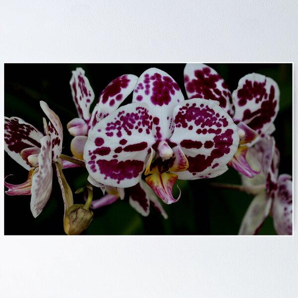 Artikel-Vorschau von Orchidee, designt und verkauft von David  T Anderson.