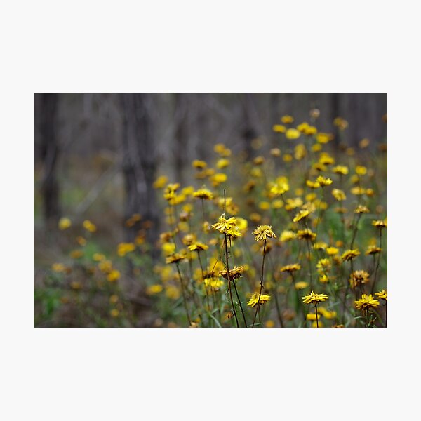 Flowers in the haunted forest Photographic Print