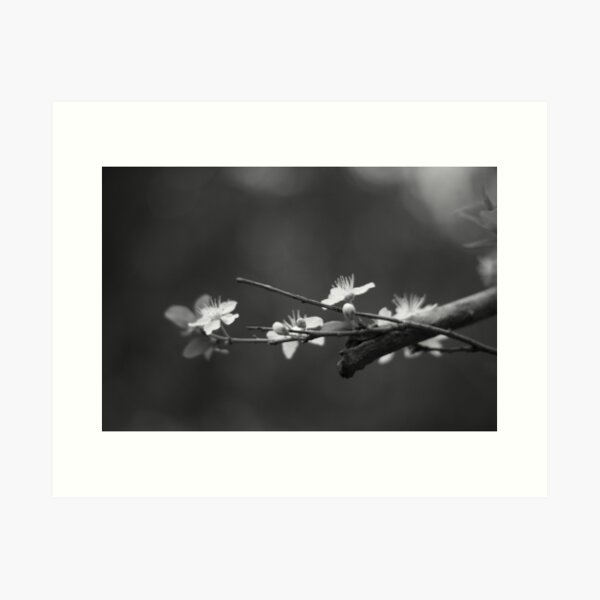 blossom in b&w Art Print