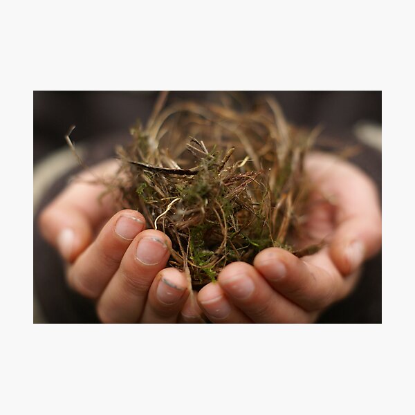he found a small nest in the woods Photographic Print