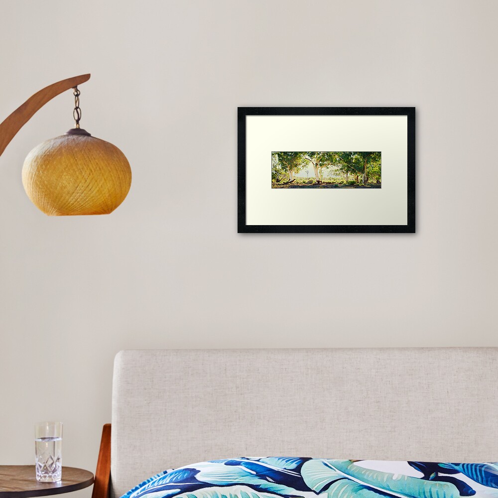 River Gums, Flinders Ranges, South Australia Framed Art Print