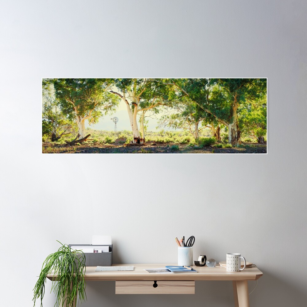 River Gums, Flinders Ranges, South Australia Poster