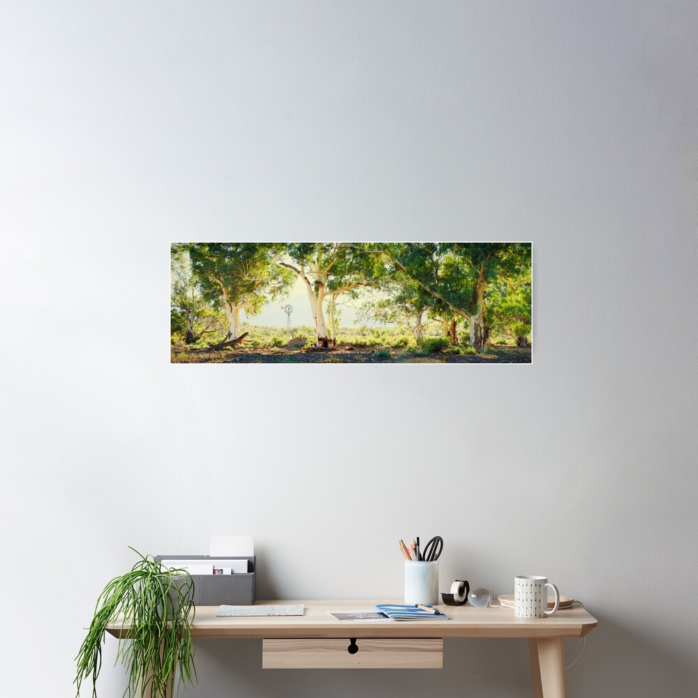 River Gums, Flinders Ranges, South Australia Poster